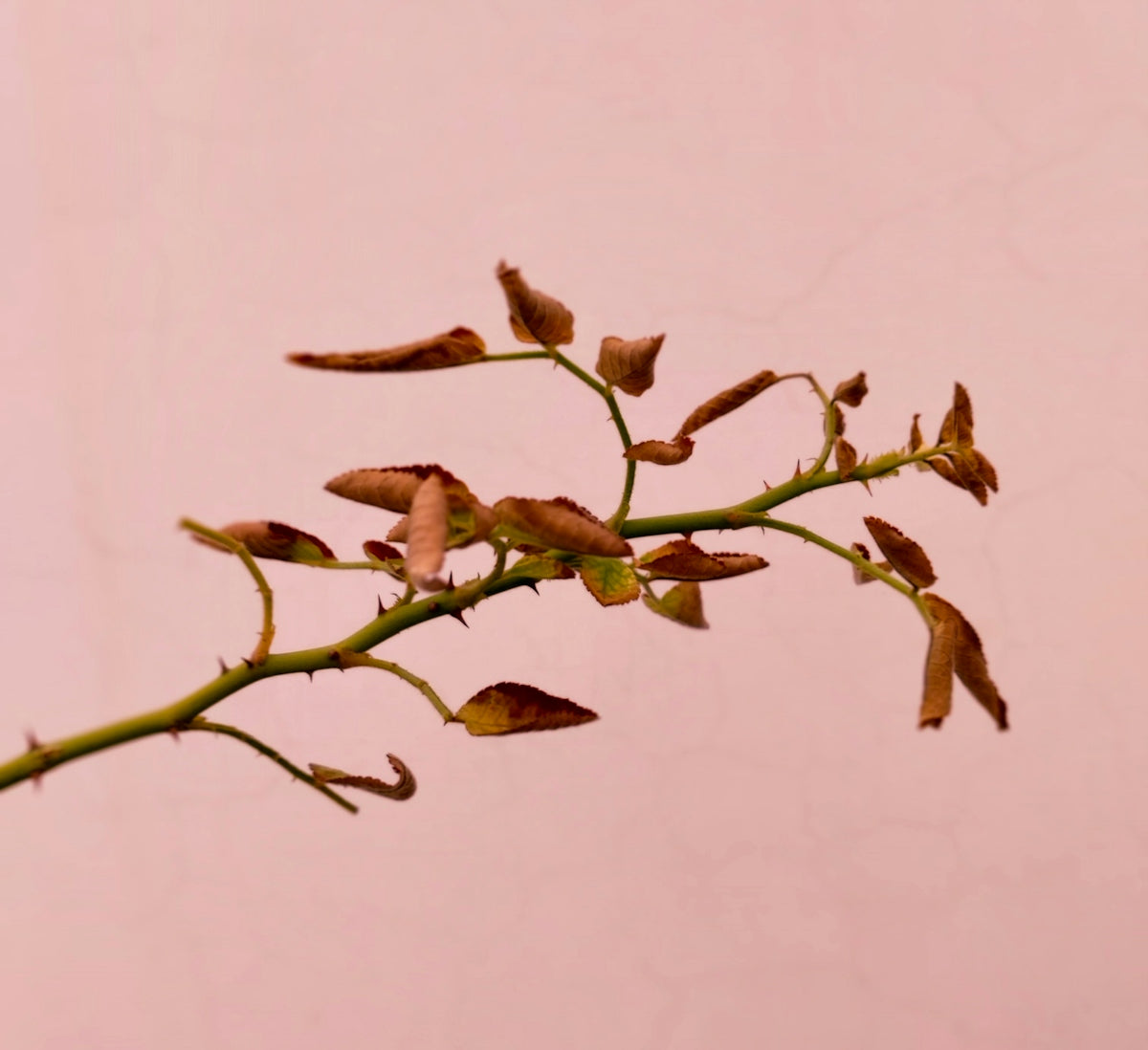 green plant on white background