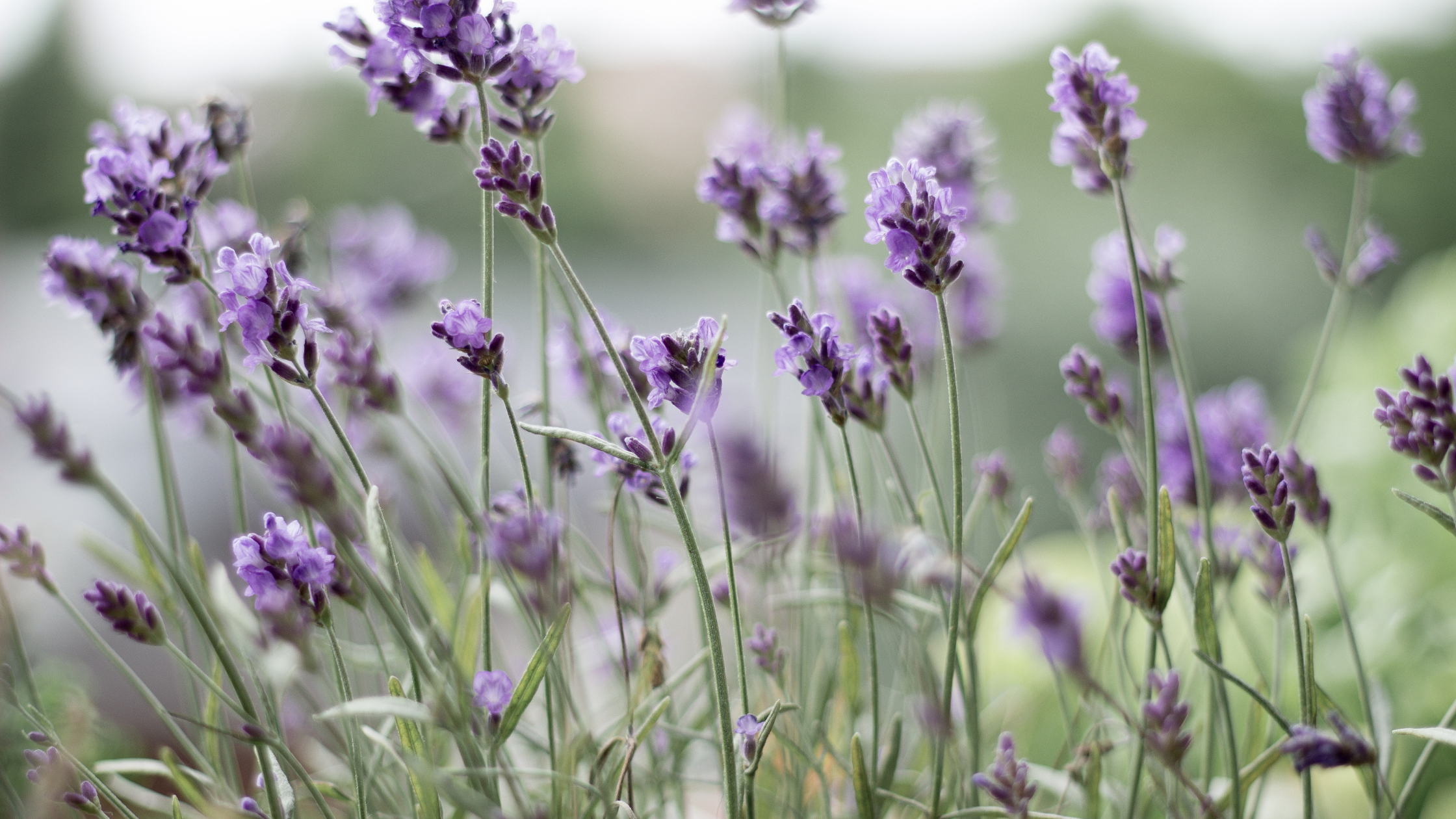 What Essentials Oils Are Good For Vaginal Odor? - Your Blissful
