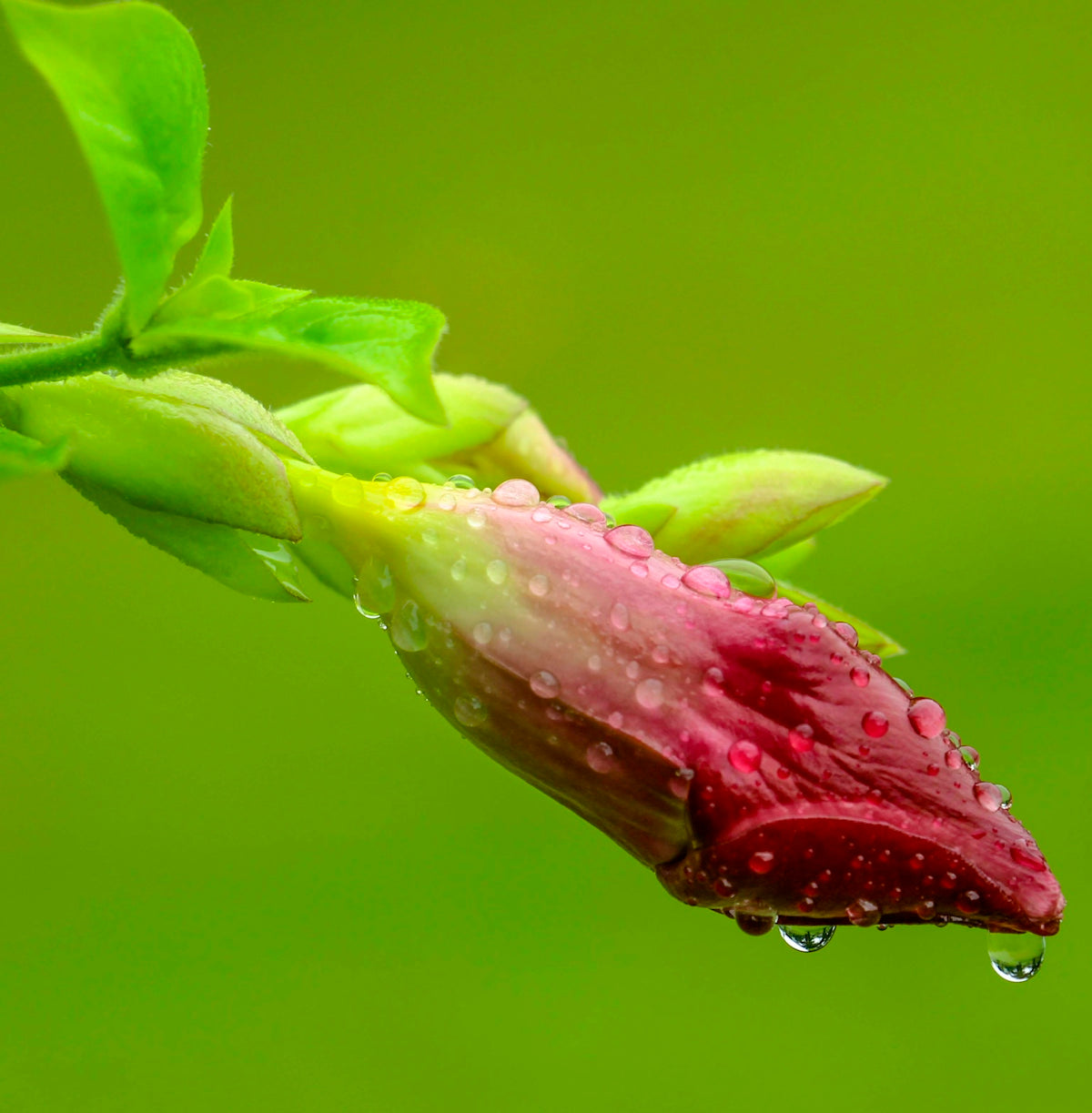 pink flower covered in water drops