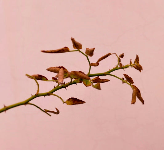 green plant on white background