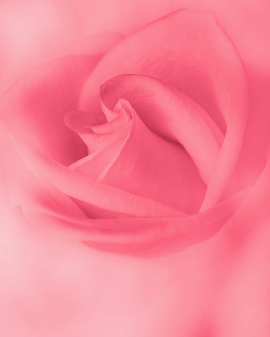 a pink rose with a dark background