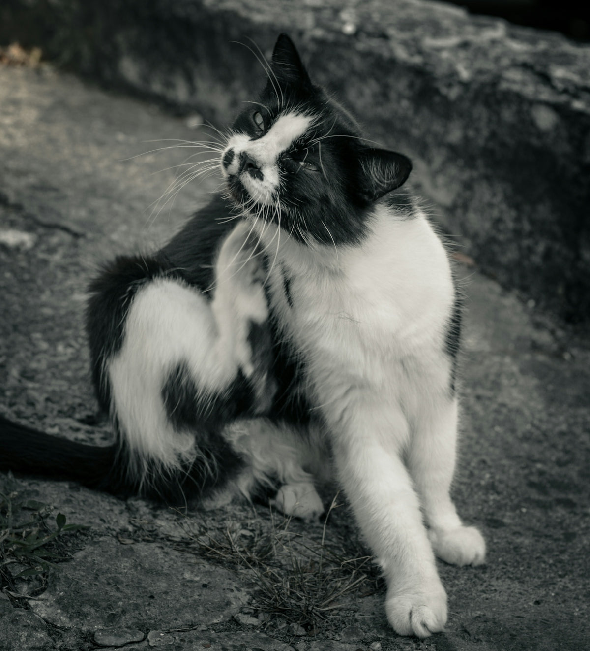 a black and white cat sitting on the ground