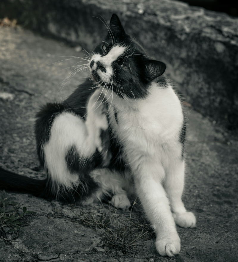 a black and white cat sitting on the ground