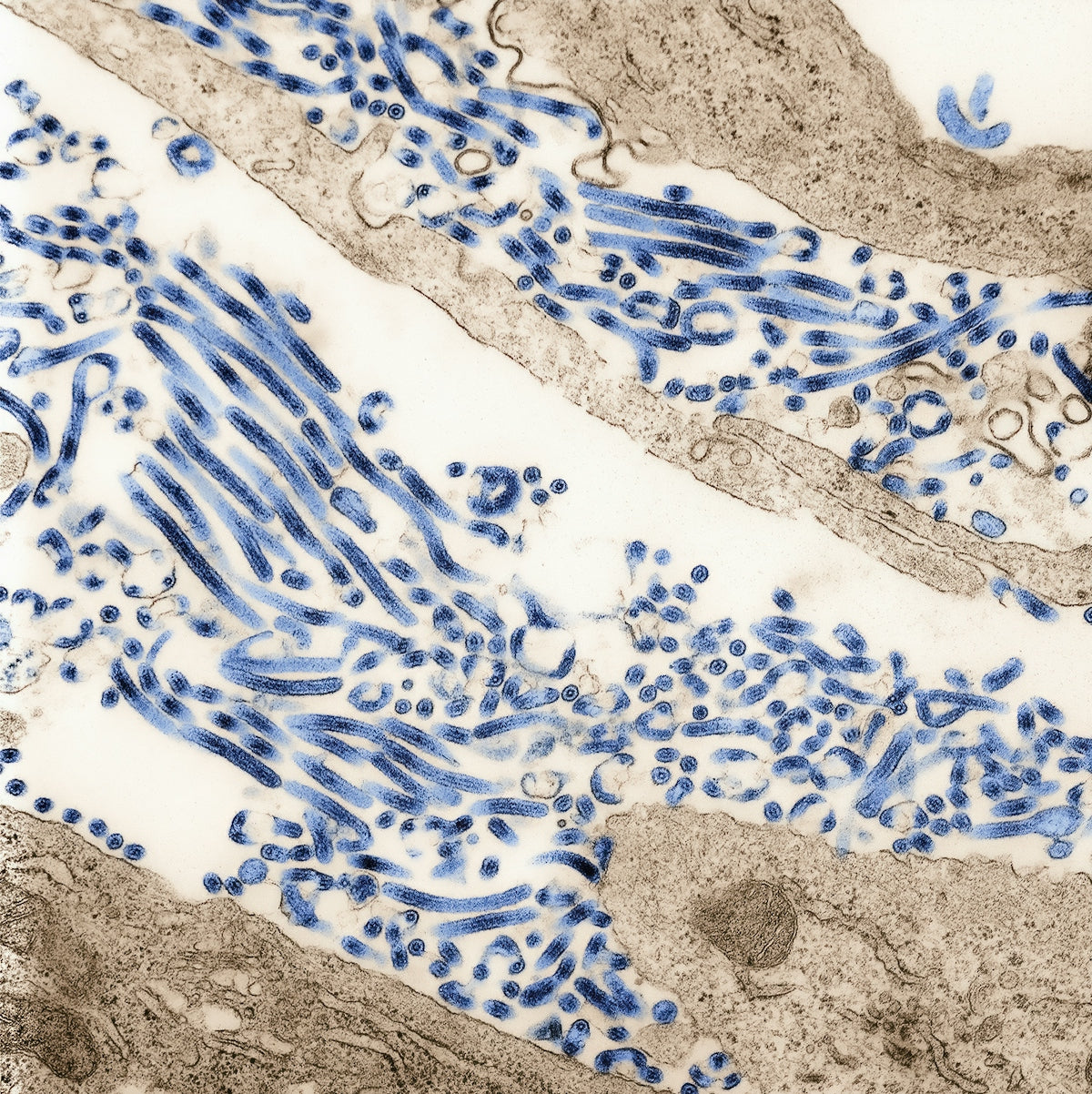 a close up of a blue and white pattern on a piece of paper